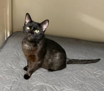 Raven -  Domestic Short Hair Cat for Adoption in New Albany, Ohio - Raven | PetCurious