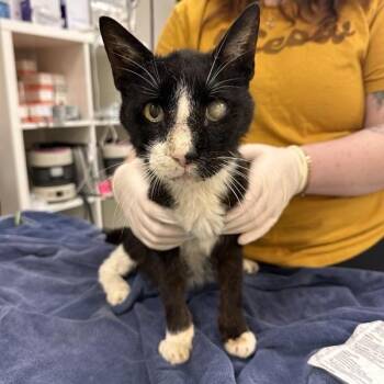 Domestic Short Hair Cats Available for Adoption in Houston, Texas - Bartholomeow | PetCurious