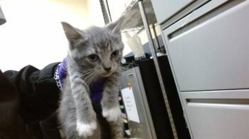 Domestic Short Hair Cats Available for Adoption in Doral, Florida - FRANCES | PetCurious