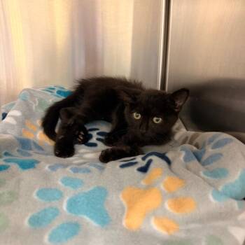 Boneless Wing -  Domestic Short Hair Cat for Adoption in Lynchburg, Virginia - Boneless Wing | PetCurious