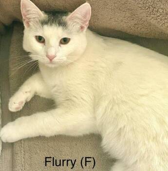 Flurry -  Domestic Short Hair and Turkish Van Cat for Adoption - Flurry | PetCurious