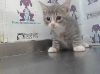 Rescue Domestic Short Hair Cats for Adoption in Orlando, Florida - POPPY | PetCurious