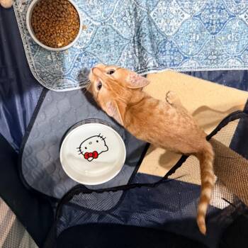 Pico -  Domestic Short Hair Cat for Adoption in Port Neches, Texas - Pico | PetCurious
