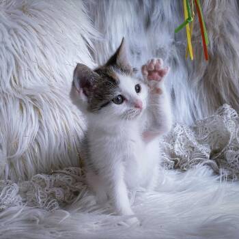 Butter -  Domestic Short Hair Cat Available for Adoption in Huntsville, Alabama - Butter | PetCurious
