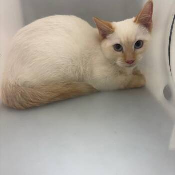 07/30/2026-Stray-HawthorneDrive -  Domestic Short Hair Cat for Adoption in Columbus, Georgia - 07/30/2026-Stray-HawthorneDrive | PetCurious
