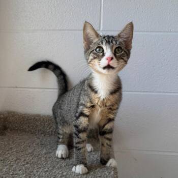 Hummingbird -  Domestic Short Hair Cat for Adoption in South Elgin, Illinois - Hummingbird | PetCurious