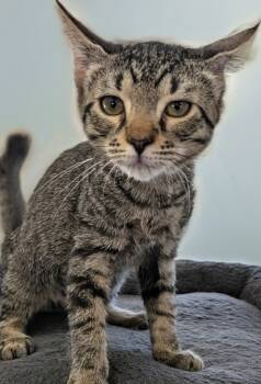 Rescue Domestic Short Hair Cats for Adoption in Fort Myers, Florida - Miney A2723475 | PetCurious