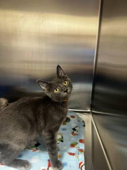 Garfunkel -  Domestic Short Hair Cat for Adoption in Yorkville, Illinois - Garfunkel | PetCurious