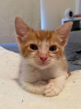 Tyson -  Domestic Short Hair Cat for Adoption in Augusta, Georgia - Tyson | PetCurious
