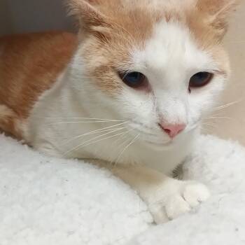 Domestic Short Hair Cats Available for Adoption - Danny | PetCurious