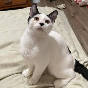 Blink -  Domestic Short Hair Cat for Adoption in Los Angeles, California - Blink | PetCurious
