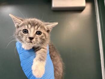 Domestic Short Hair Cats Available for Adoption in Thousand Palms, California - SIERRA | PetCurious