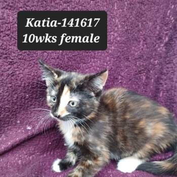 Katia -  Domestic Short Hair Cat for Adoption in New Tazewell, Tennessee - Katia | PetCurious