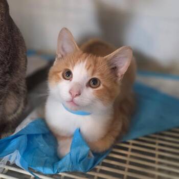 OIlie -  Domestic Medium Hair Cat for Adoption in Lexington, Kentucky - OIlie | PetCurious
