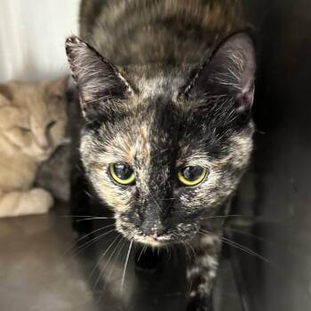 Domestic Short Hair Cats Available for Adoption in Corbin, Kentucky - Karly | PetCurious