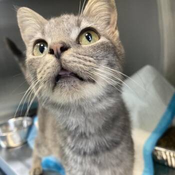 Greystripe -  Domestic Short Hair Cat for Adoption in Greensboro, North Carolina - Greystripe | PetCurious