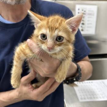 Domestic Short Hair Cats Available for Adoption in Newark, New Jersey - Muriel | PetCurious