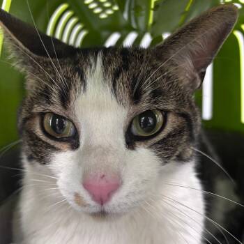 Noodle -  Domestic Short Hair Cat for Adoption in Indianapolis, Indiana - Noodle | PetCurious