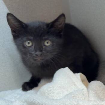 Stink -  Domestic Short Hair Cat for Adoption in Pittsburgh, Pennsylvania - Stink | PetCurious