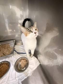 Taggie -  Domestic Short Hair Cat for Adoption in Mobile, Alabama - Taggie | PetCurious