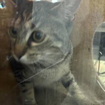 Kitty -  Domestic Short Hair Cat for Adoption in Philadelphia, Pennsylvania - Kitty | PetCurious