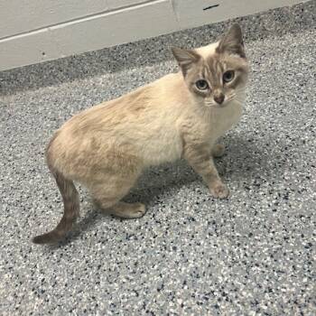 Rescue Domestic Short Hair Cats for Adoption in Dayton, Ohio - Meredith | PetCurious