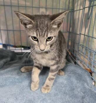 Atticus -  Domestic Short Hair Cat for Adoption in Gainesville, Florida - Atticus | PetCurious