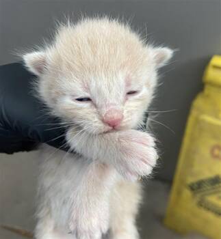 ROO -  Domestic Short Hair Cat for Adoption in Dallas, Texas - ROO | PetCurious