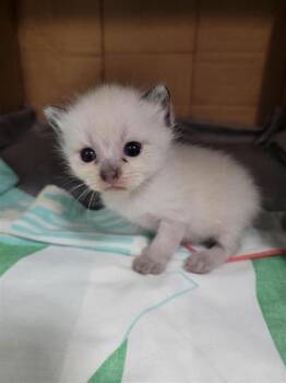 Coraline -  Domestic Short Hair Cat for Adoption in Largo, Florida - Coraline | PetCurious