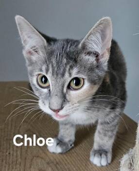 Chloe -  Domestic Short Hair Cat for Adoption in Zimmerman, Minnesota - Chloe | PetCurious