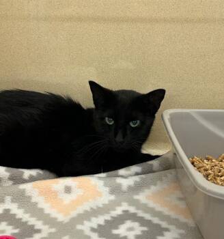 Domestic Short Hair Cats Available for Adoption in Gautier, Mississippi - Fondue | PetCurious
