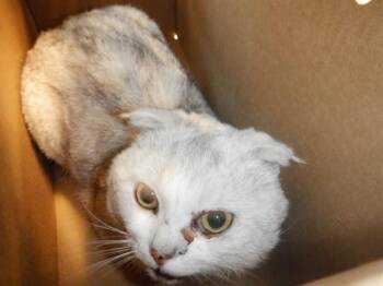 Scottish Fold Cats Available for Adoption in San Jose, California - A1405914 | PetCurious