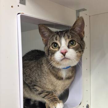 Domestic Short Hair Cats Available for Adoption in Buffalo, New York - Mark | PetCurious