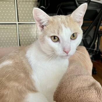 Rescue Domestic Short Hair Cats for Adoption in Evanston, Illinois - Heath | PetCurious