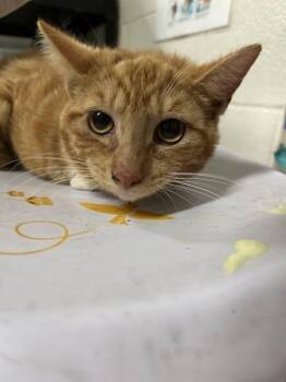Domestic Short Hair Cats Available for Adoption in Pensacola, Florida - MONTY | PetCurious
