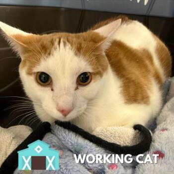 Fluffernutter -  Domestic Short Hair Cat for Adoption in Sarasota, Florida - Fluffernutter | PetCurious