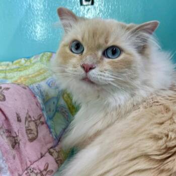 Domestic Medium Hair Cats Available for Adoption in Victoria, British Columbia - Miss. Elenor | PetCurious