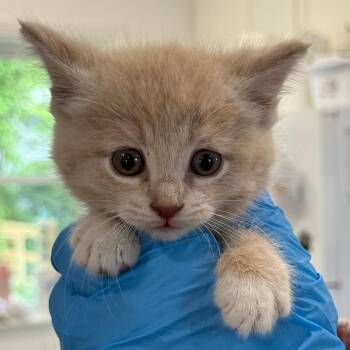 Domestic Short Hair Cats Available for Adoption in Muncie, Indiana - Candy | PetCurious