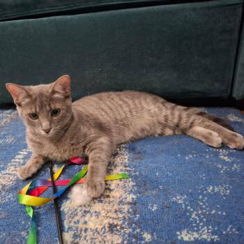 Moon Pie -  Domestic Short Hair Cat for Adoption in Cincinnati, Ohio - Moon Pie | PetCurious