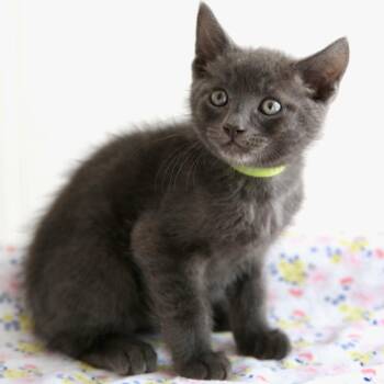 Captain Crunch -  Domestic Short Hair Cat for Adoption in Keizer, Oregon - Captain Crunch | PetCurious