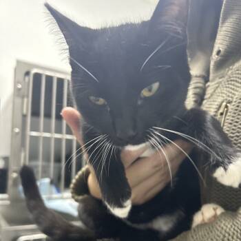 Rescue Domestic Short Hair Cats for Adoption in Franklin, North Carolina - Mr. Midnight | PetCurious