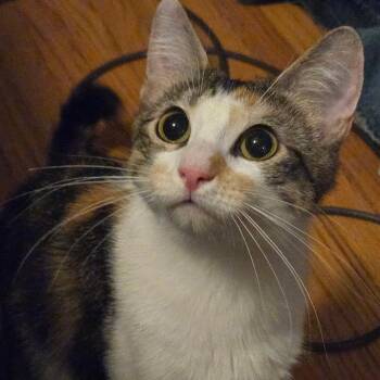 Cookie (bonded pair with Ginger) -  Domestic Short Hair Cat for Adoption in Tulsa, Oklahoma - Cookie (bonded Pair With Ginger) | PetCurious