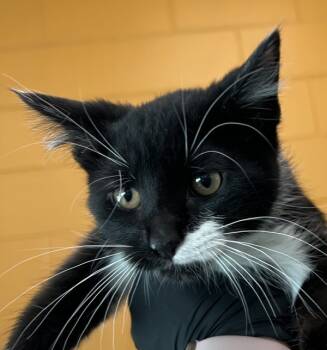 Rescue Domestic Short Hair Cats for Adoption in Golden, Colorado - Sly | PetCurious