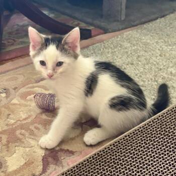 Orpheus (Sea Biscuit) -  Domestic Short Hair Cat for Adoption in Baltimore, Maryland - Orpheus (Sea Biscuit) | PetCurious
