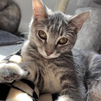 Coconut -  Domestic Short Hair Cat for Adoption in Layton, Utah - Coconut | PetCurious