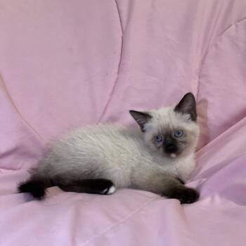 Heaven -  Siamese Cat for Adoption in Tucson, Arizona - Heaven | PetCurious