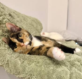 Darling -  Calico and Domestic Short Hair Cat for Adoption in Vaughan, Ontario - Darling | PetCurious