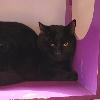 Rescue Domestic Short Hair Cats for Adoption in Brimfield, Massachusetts - Volvo | PetCurious