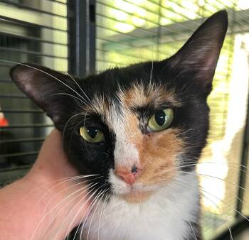 Rescue Domestic Short Hair Cats for Adoption in Cumming, Georgia - Tygra | PetCurious