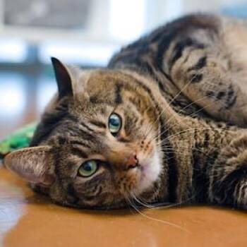 Lord Chonksworth -  Domestic Short Hair Cat for Adoption in New York, New York - Lord Chonksworth | PetCurious